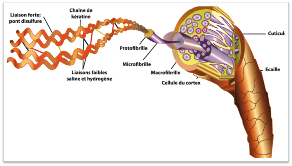 A savoir sur la kératine