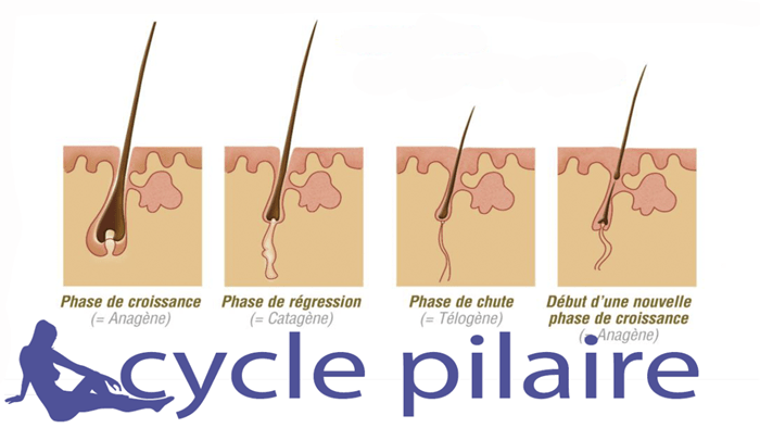 Le cycle pilaire